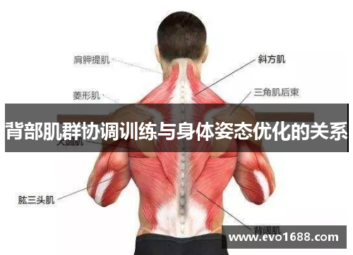 背部肌群协调训练与身体姿态优化的关系